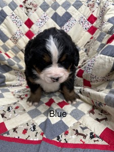 Luna/Max Blue