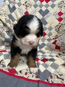 Luna/Max Green