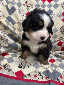 Luna/Max Aqua