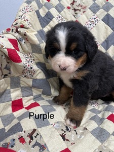 Luna/Max Purple