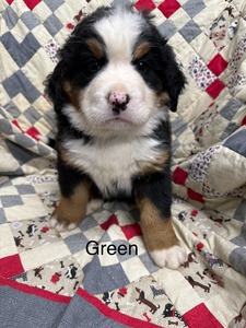Luna/Max Green