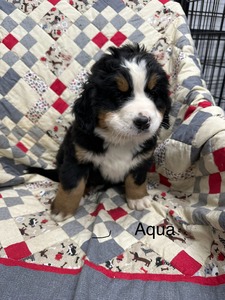 Luna/Max Aqua