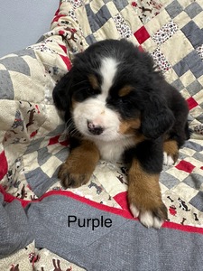 Luna/Max Purple